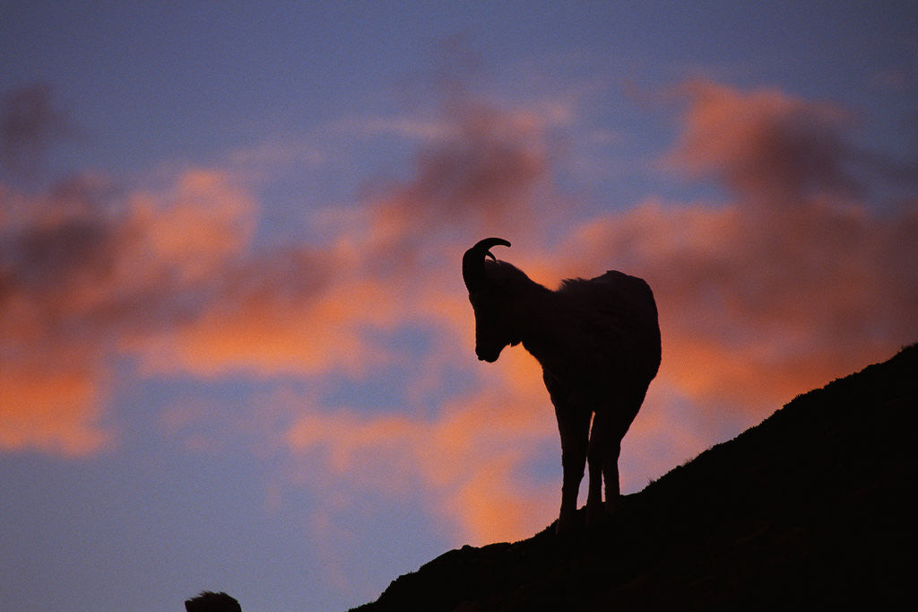 Detail of Dall's Sheep at Polychrome Pass by Corbis