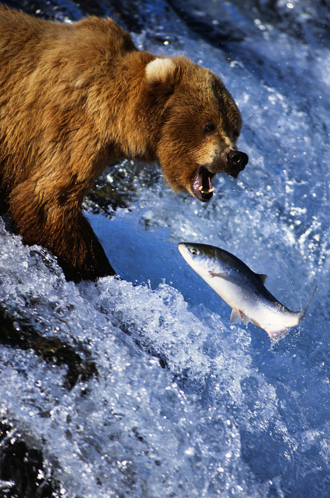 Detail of Brown Bear and Spawning Salmon by Anonymous