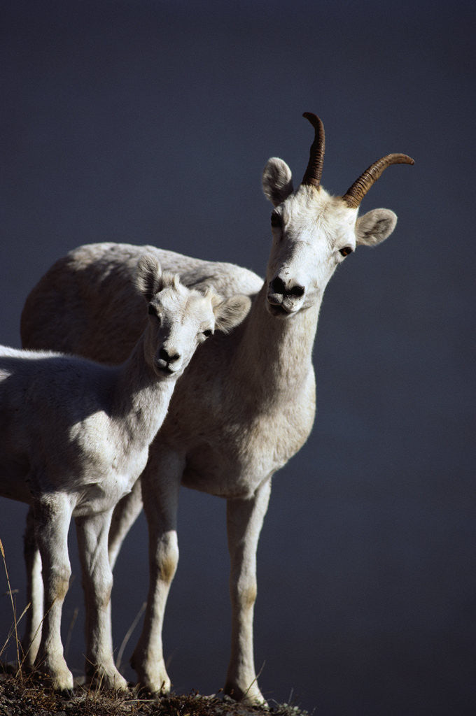 Detail of Dall's Lamb and Ewe by Anonymous