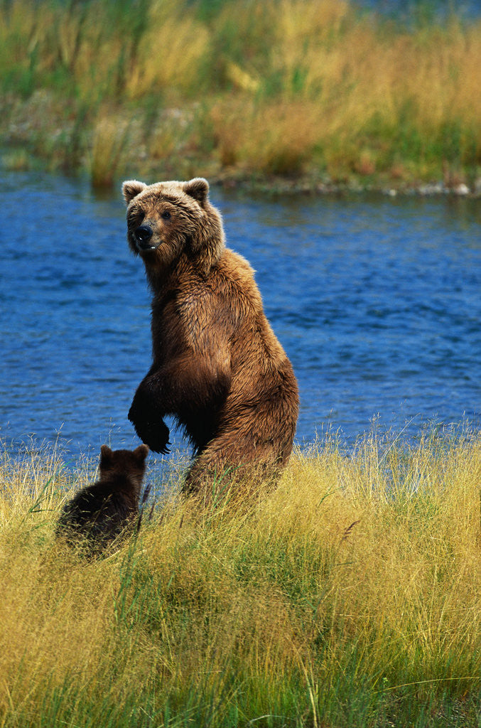 Detail of Brown Bear Sow and Cub by Anonymous
