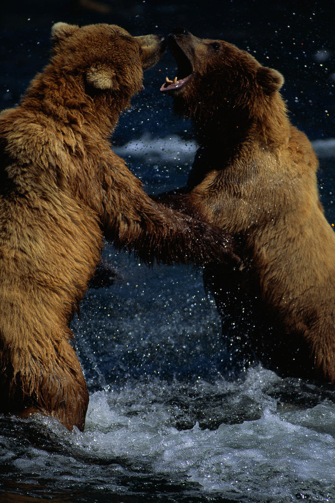 Detail of Alaskan Brown Bears in Brooks River by Anonymous