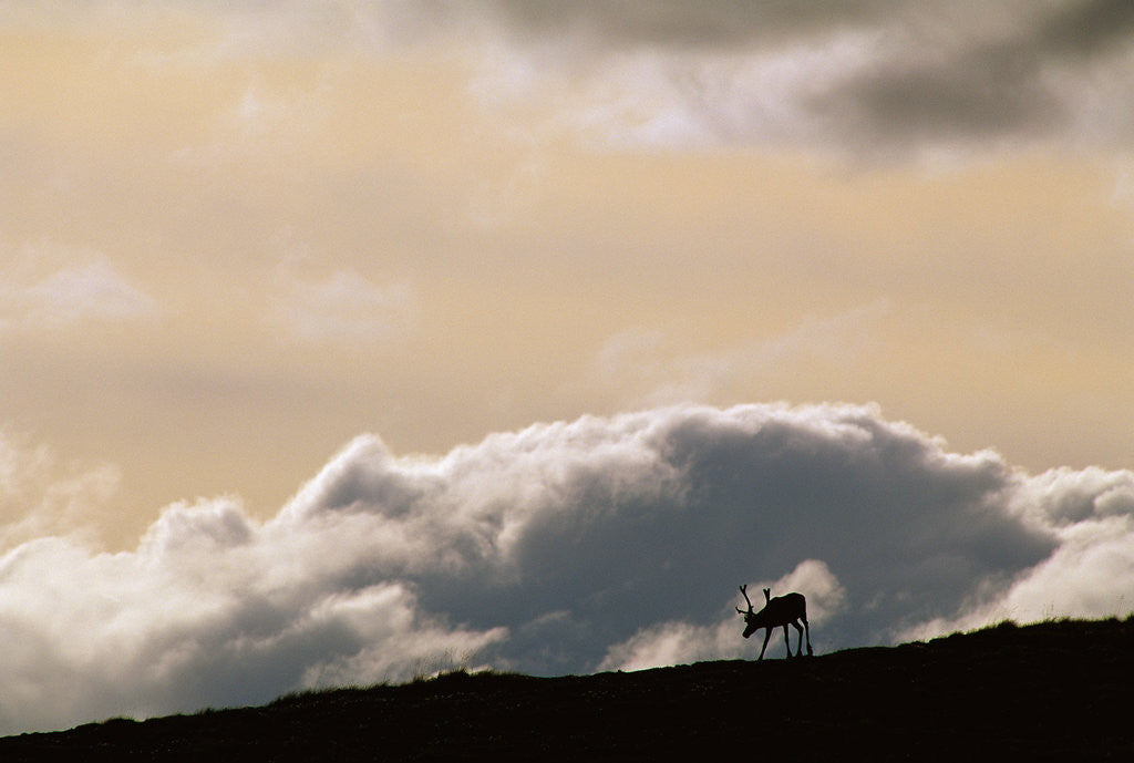 Detail of Lone Caribou in Denali National Park by Anonymous