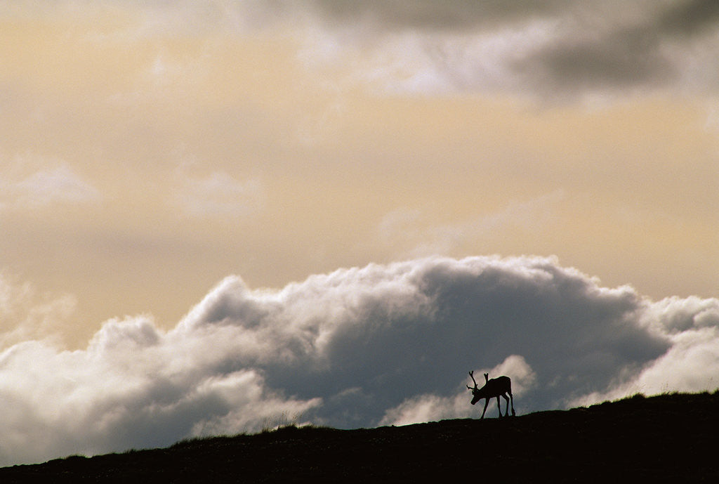 Detail of Lone Caribou in Denali National Park by Corbis