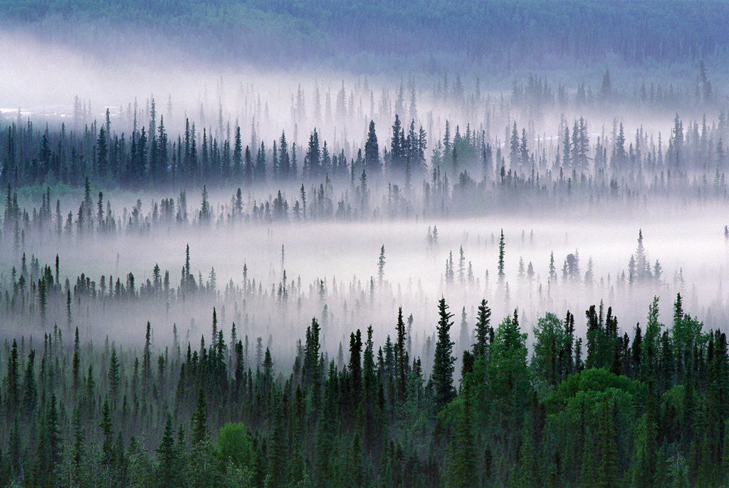Detail of Misty Forest near Mount Brooks by Anonymous