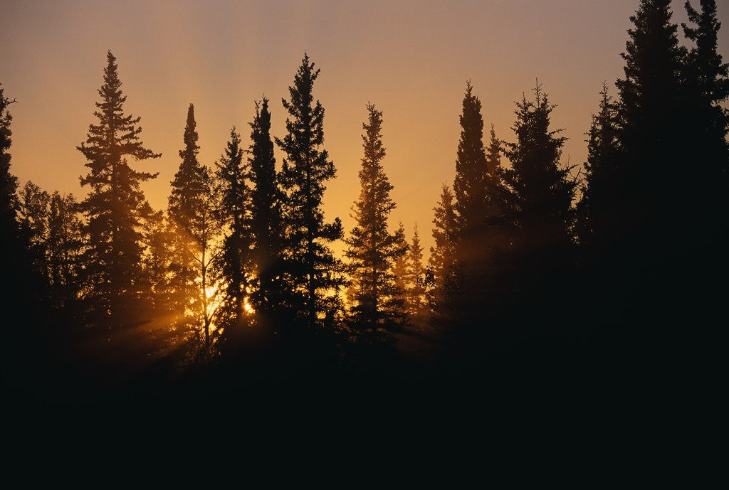 Detail of Midnight Sun and Forest Along Alaska Highway by Anonymous