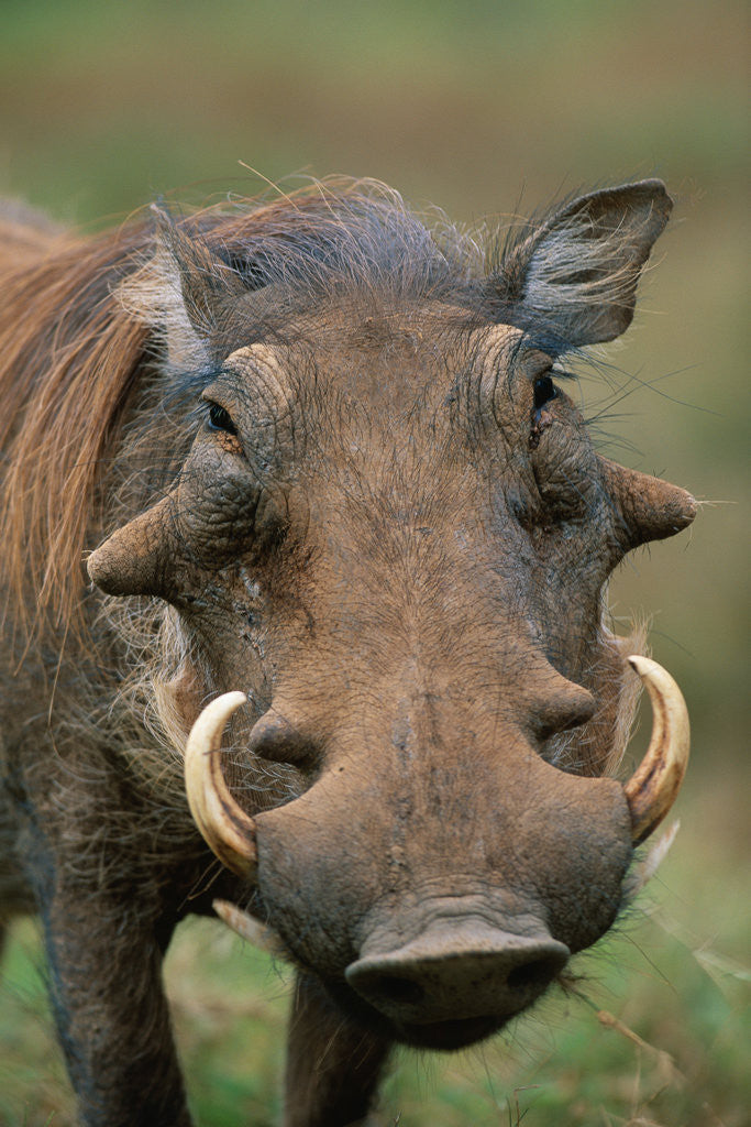 Detail of Male Warthog by Anonymous