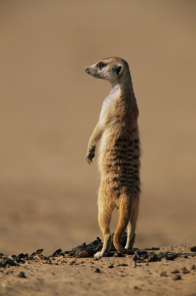 Detail of Meerkat Standing on Hind Legs by Anonymous
