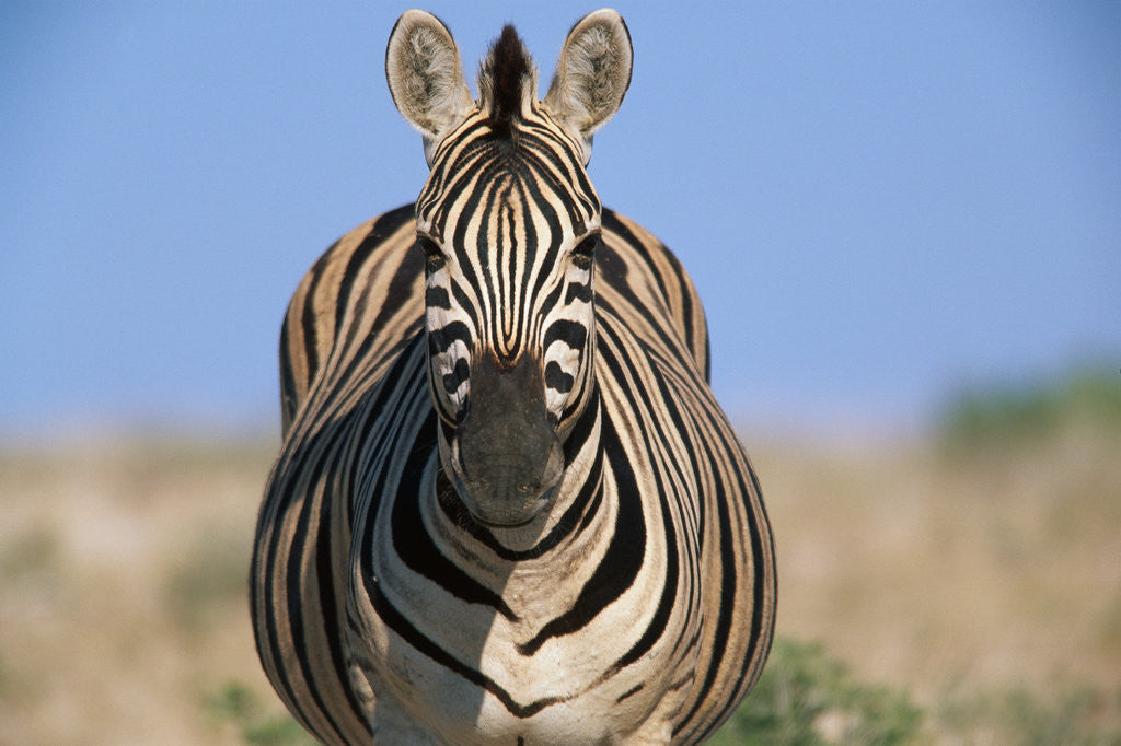 Detail of Burchell's Zebra by Anonymous