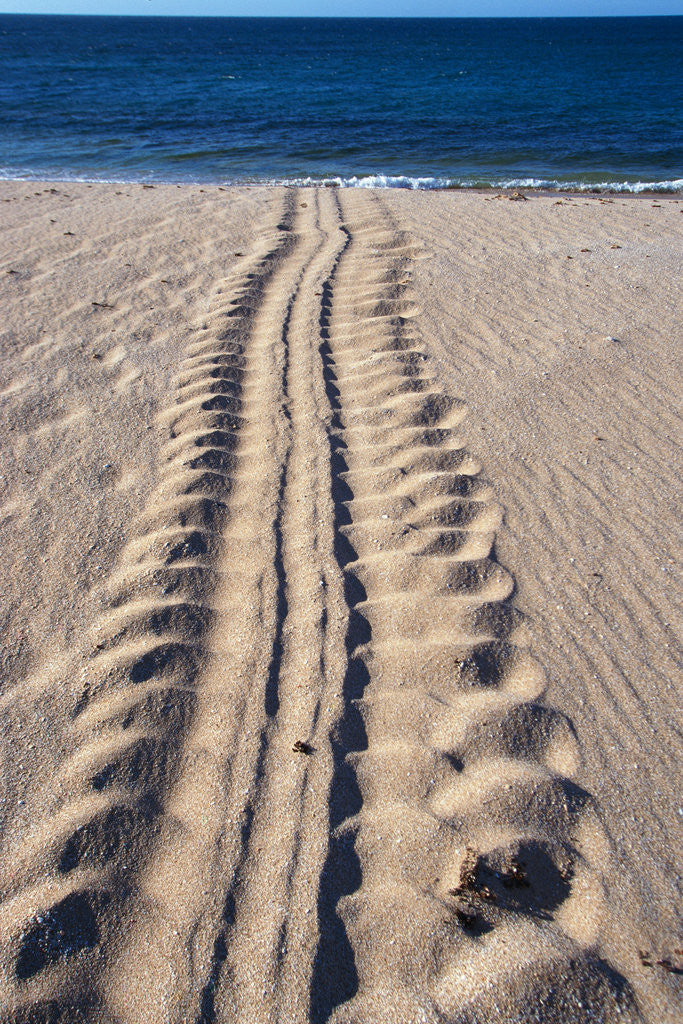 Detail of Giant Turtle Tracks in the Sand by Anonymous