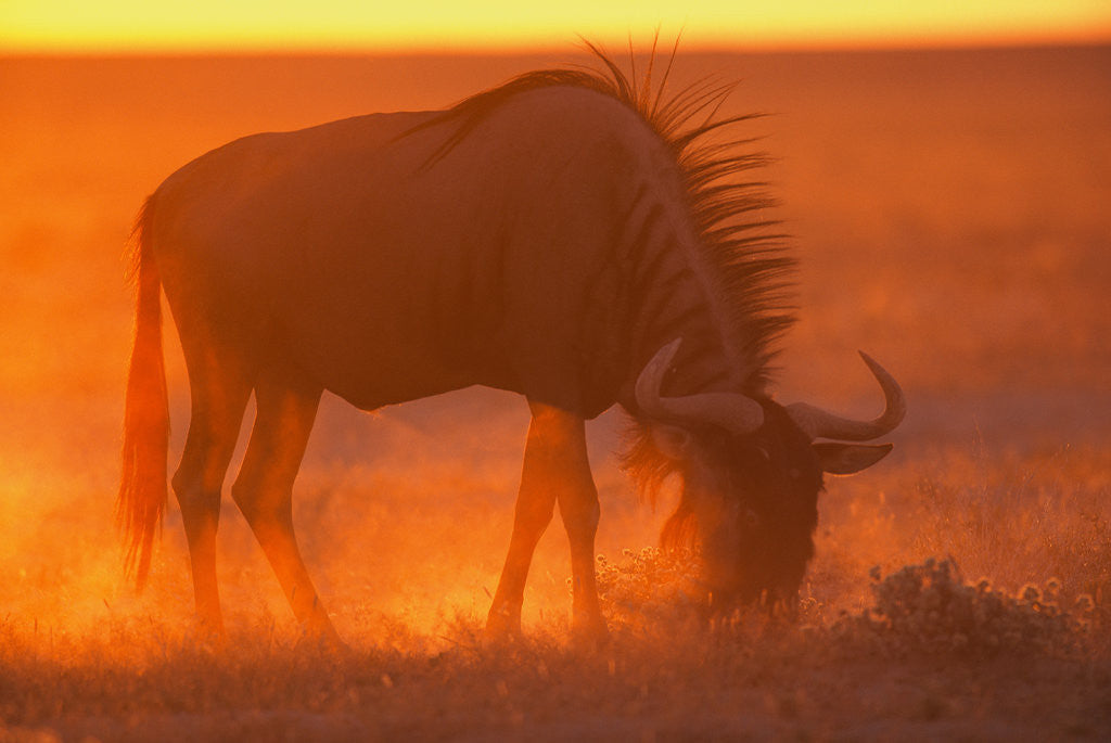 Detail of Blue Wildebeest Feeding at Sunset by Anonymous