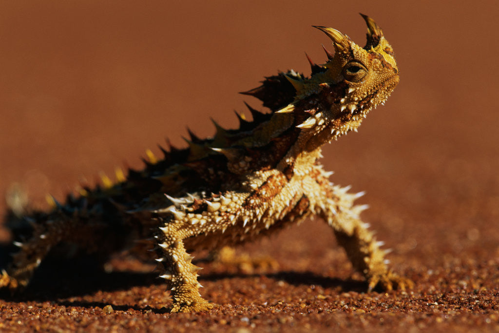 Detail of Thorny Devil by Anonymous