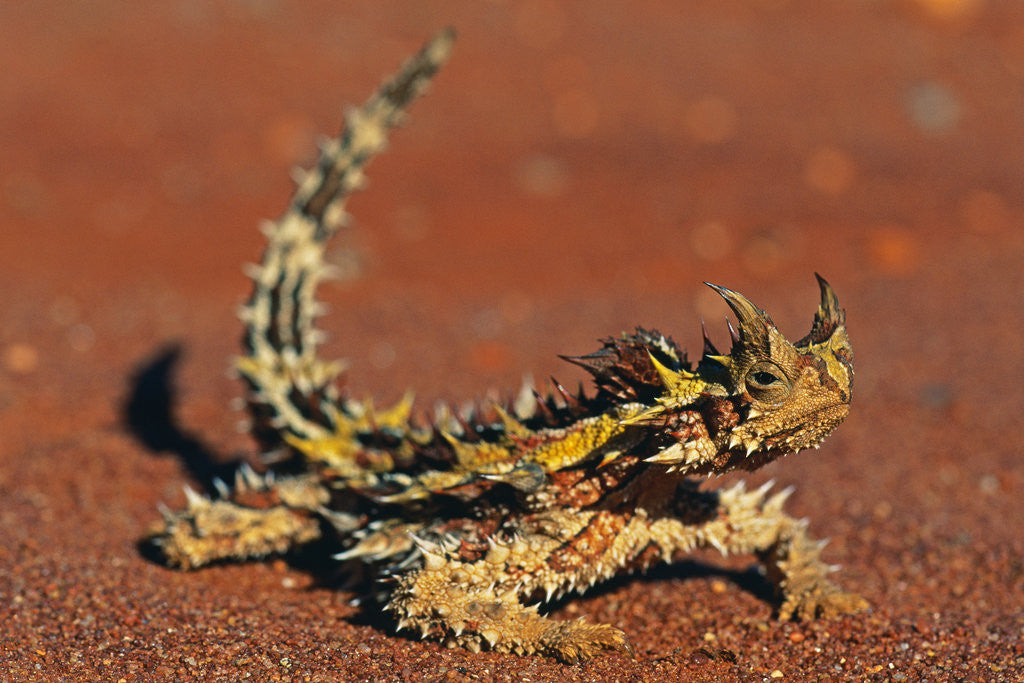 Detail of Thorny Devil on Desert Sand by Anonymous