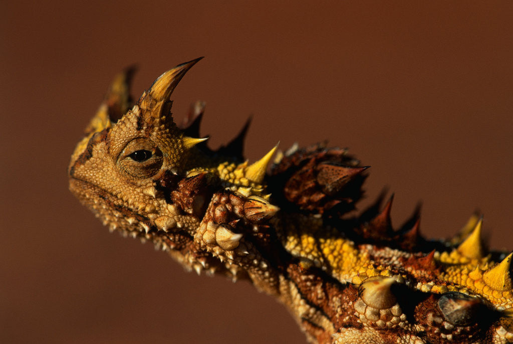 Detail of Head of a Thorny Devil by Anonymous