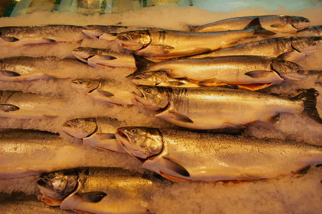 Detail of Fresh Fish at Pike Place Market by Anonymous