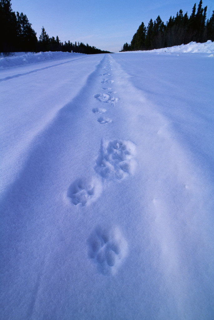 Detail of Animal Tracks near Alaska Highway by Corbis