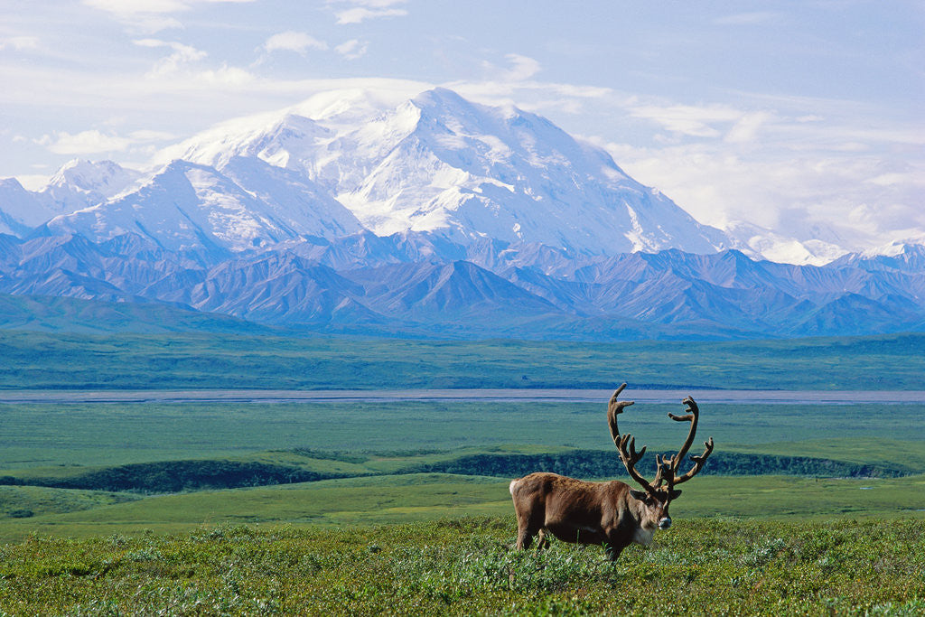 Detail of Caribou Below McKinley by Anonymous