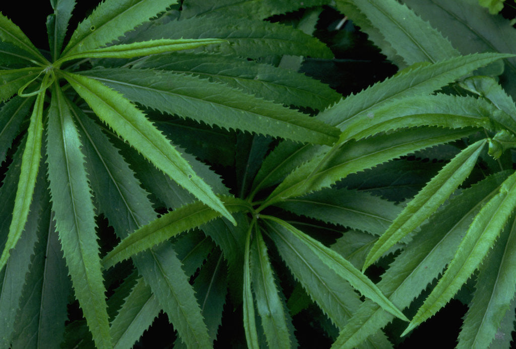 Detail of Leaves of the Hemp Plant by Anonymous