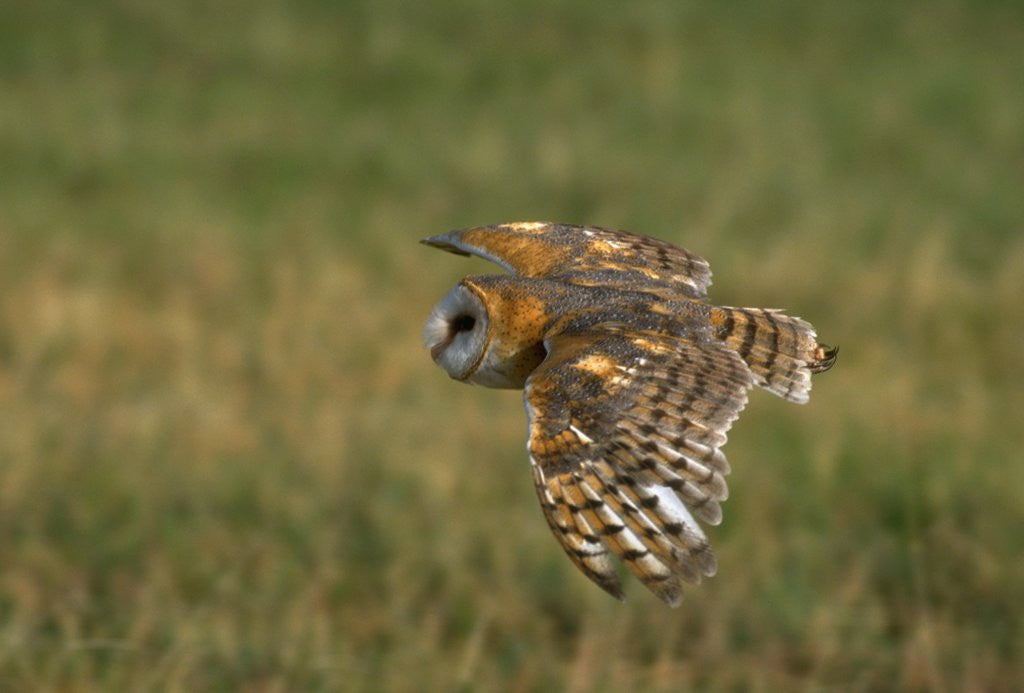 Detail of Barn Owl in Flight by Anonymous