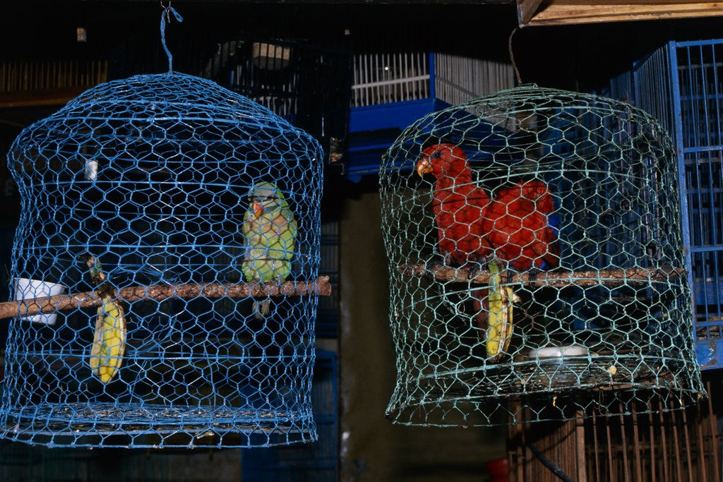 Detail of Caged Parrots by Anonymous