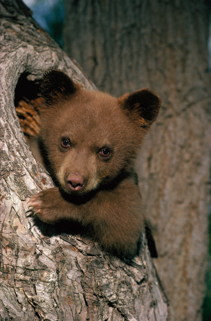 Detail of Black Bear Cub in Tree by Anonymous