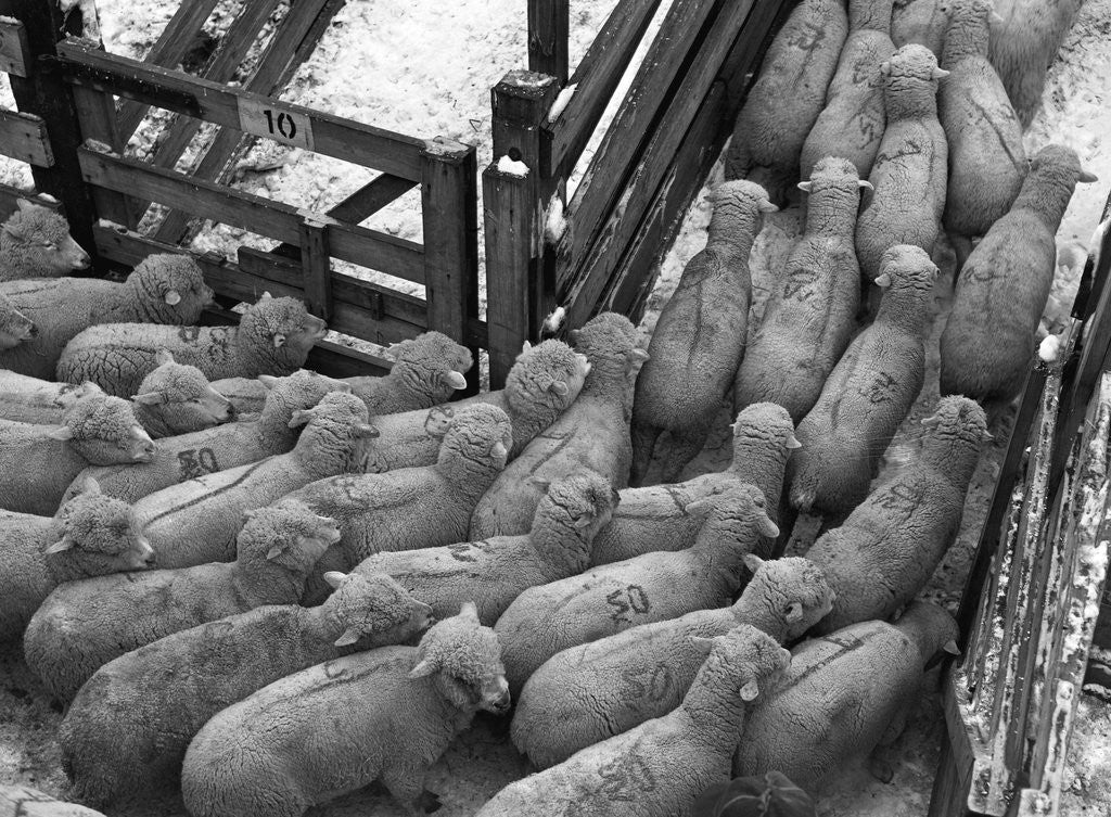 Detail of Loading Sheep by Anonymous