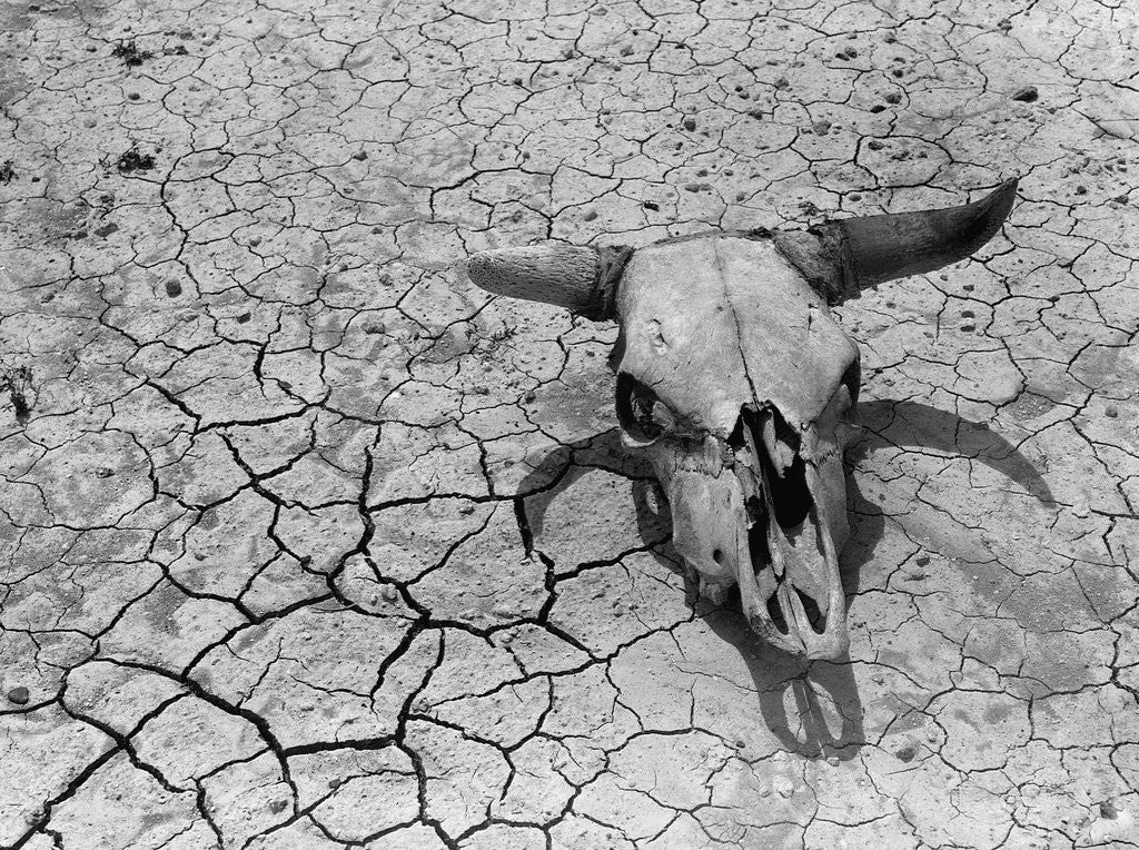 Detail of Cattle Skull on the Parched Earth by Corbis