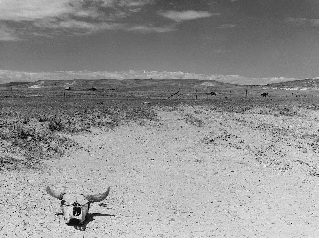 Detail of Over Grazed Land by Anonymous