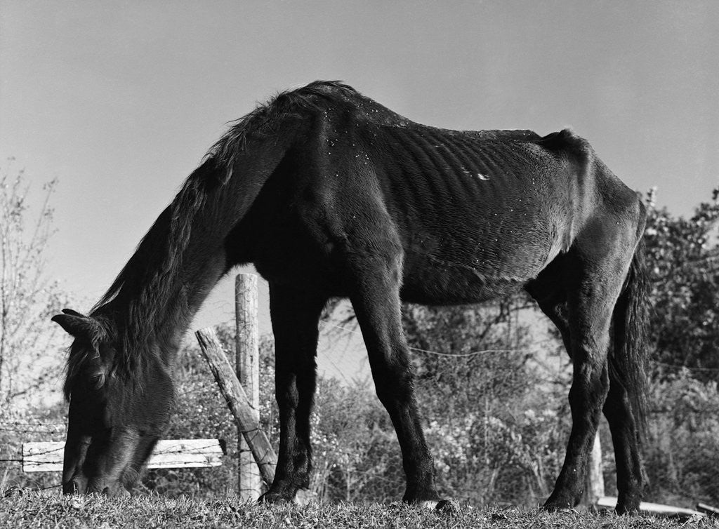Detail of Old Horse by Anonymous