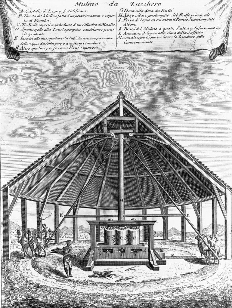 Detail of Mutimo da Zucchero by Terreni