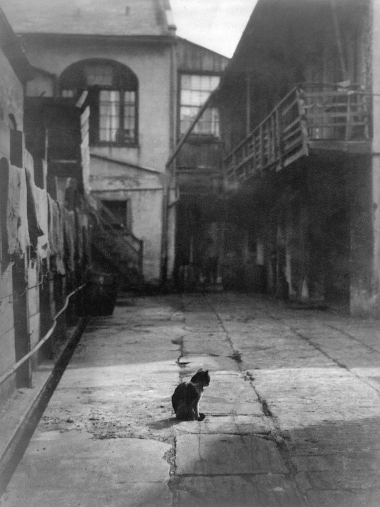 Detail of A Cat in a New Orleans Courtyard by Corbis