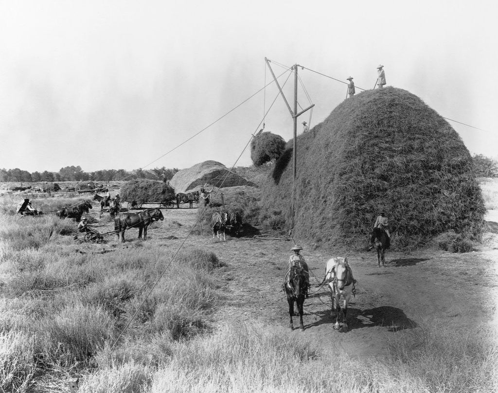 Detail of Alfalfa Haystack by Anonymous