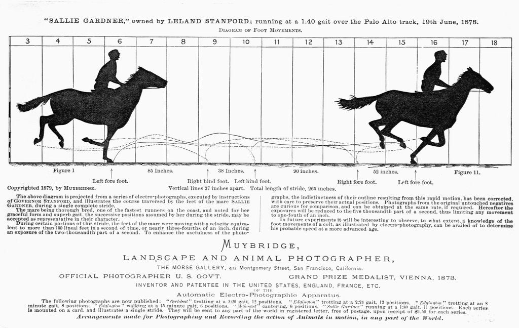 Detail of Diagram of a Horse in Motion by Eadweard Muybridge