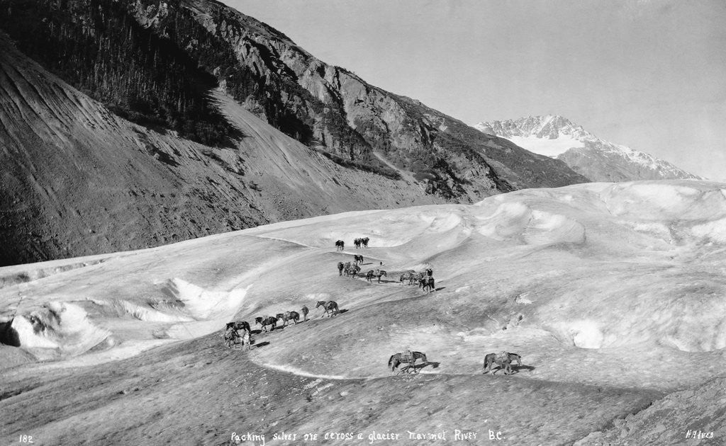 Detail of Horses Packing Silver Ore Across Glacier by Anonymous