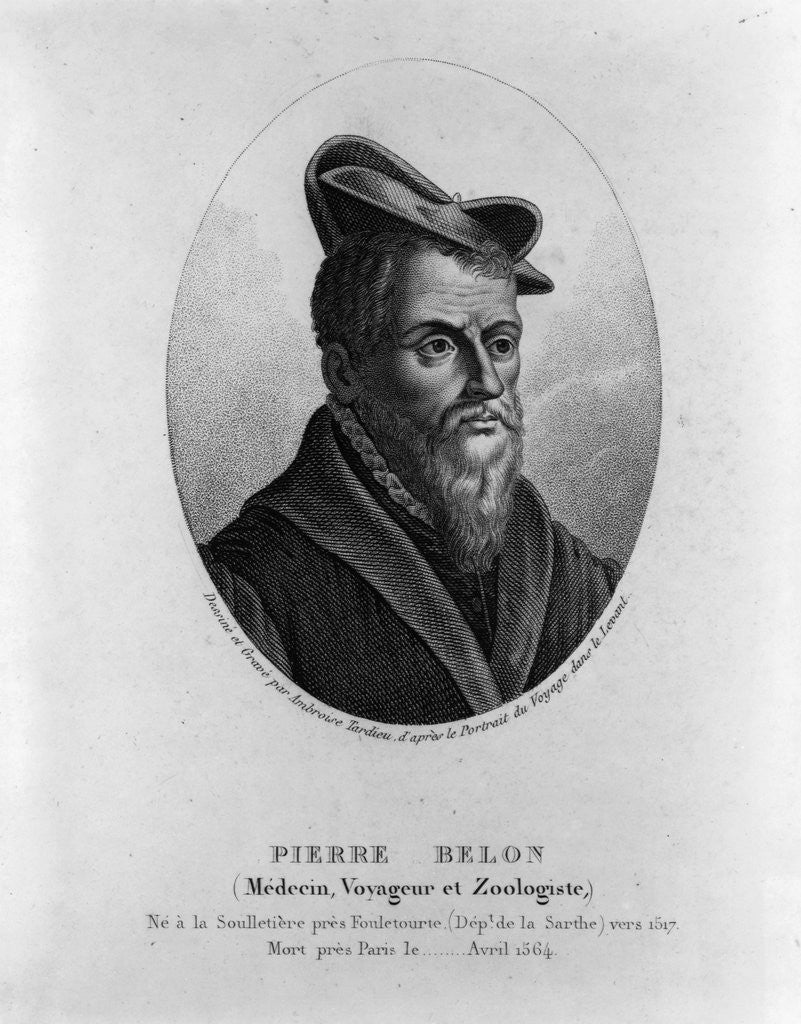Detail of Pierre Belon by Anonymous