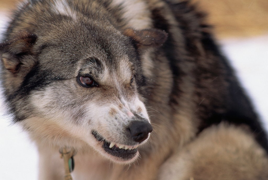 Detail of Sled Dog Snarling by Anonymous