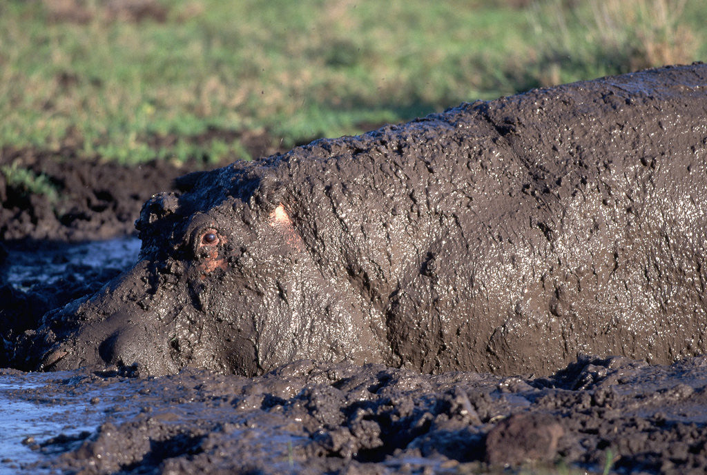 Detail of Hippopotamus Wallows in Mud by Corbis