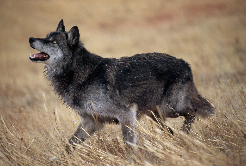 Detail of Gray Wolf in Foothills Habitat by Anonymous
