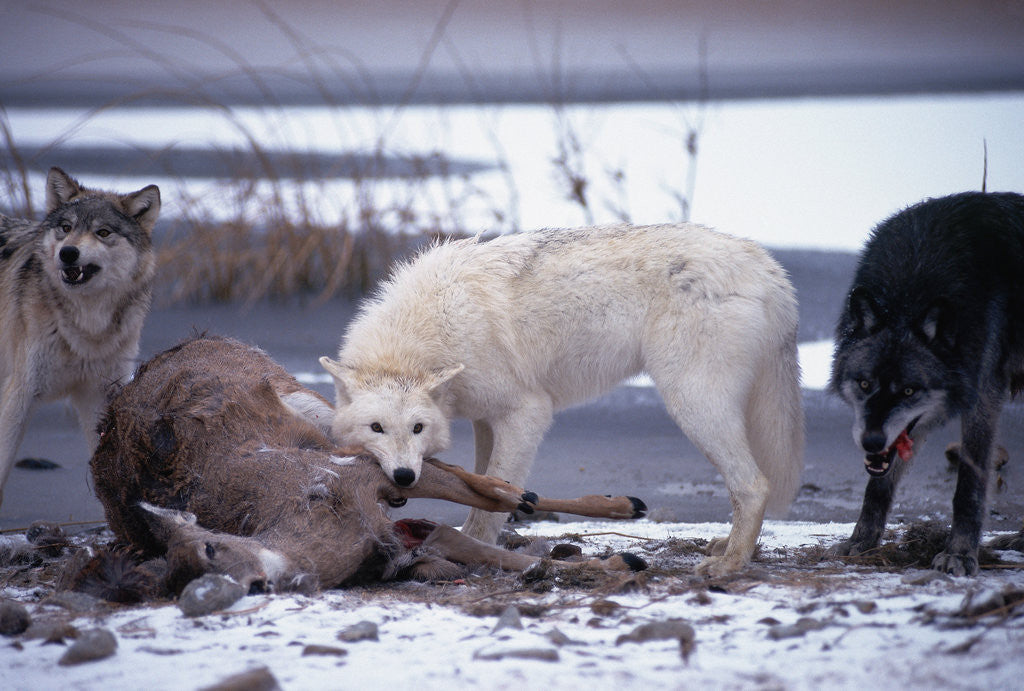 Detail of Wolf Pack Eating Deer Carcass by Anonymous