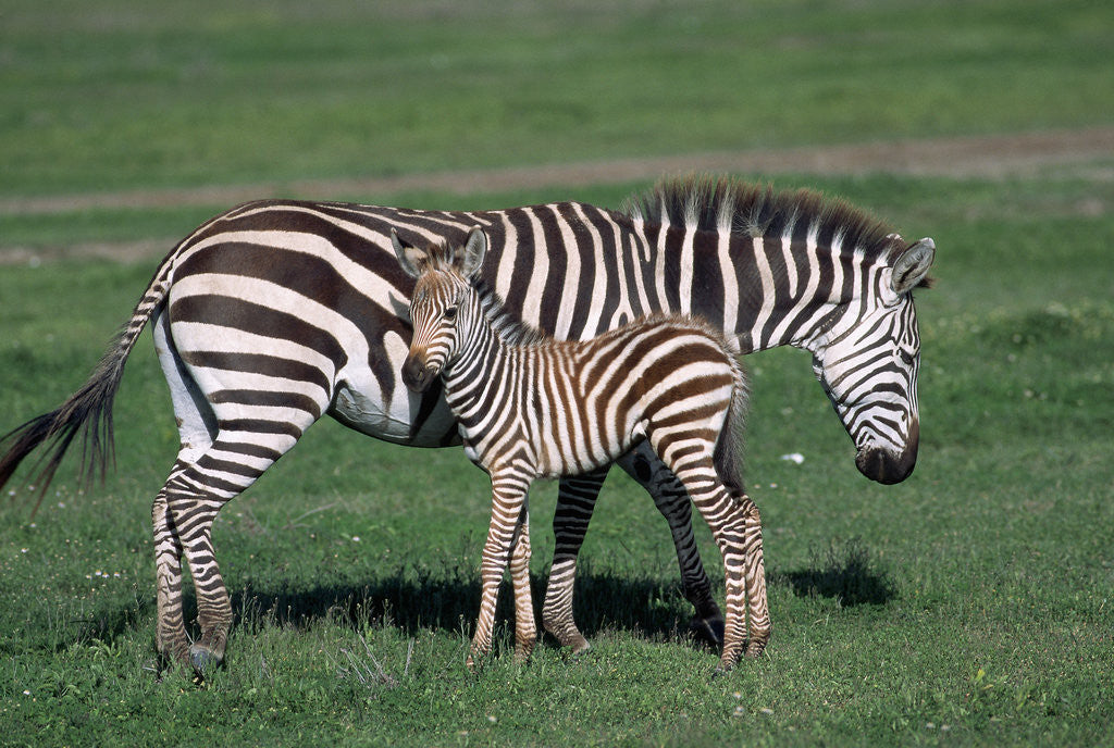Detail of Common Zebra With Young by Anonymous