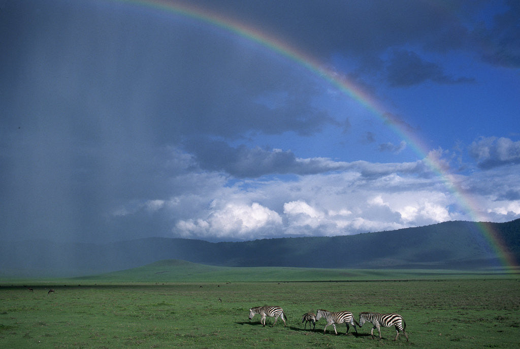 Detail of Rainbow Arches Over Common Zebras by Anonymous