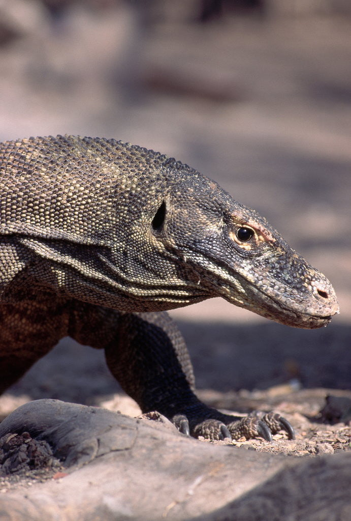 Detail of Front End of a Komodo Dragon Lizard by Anonymous