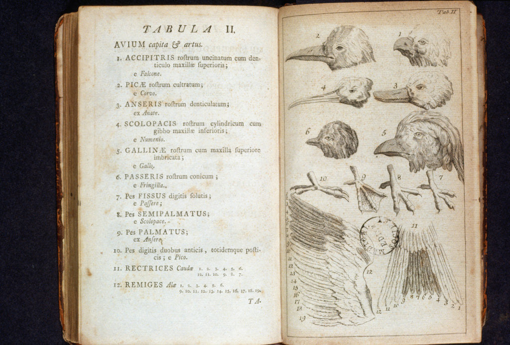 Detail of Systema Naturae. 1756 by Anonymous