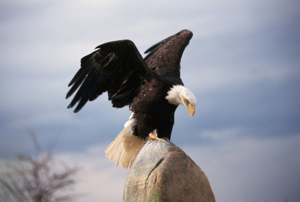 Detail of Bald Eagle Lands With Outstretched Wings by Anonymous
