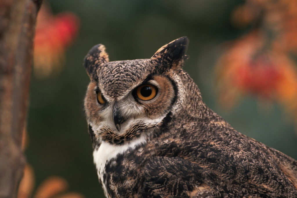 Detail of Great Horned Owl With Blurred Autumn Foliage by Anonymous