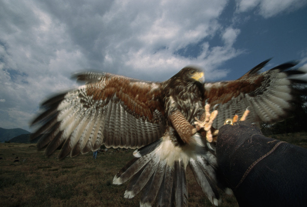 Detail of Harris' Hawk Lands on Falconer's Glove by Anonymous