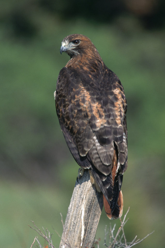 Detail of Red-Tailed Hawk Perches on Post by Anonymous
