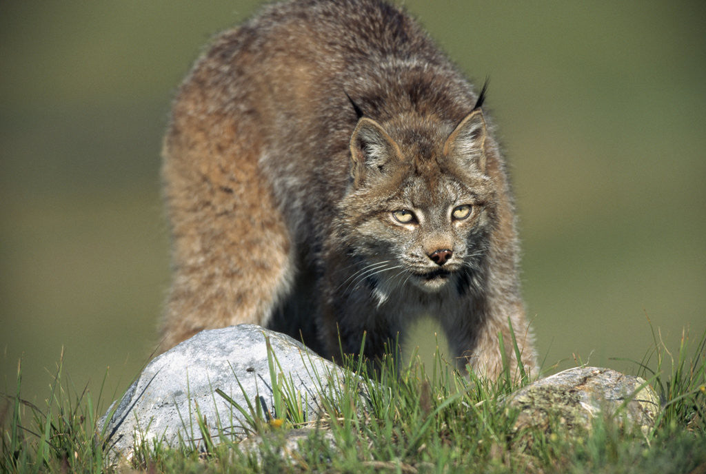 Detail of Canada Lynx Crouches Down to Stalk Food by Anonymous