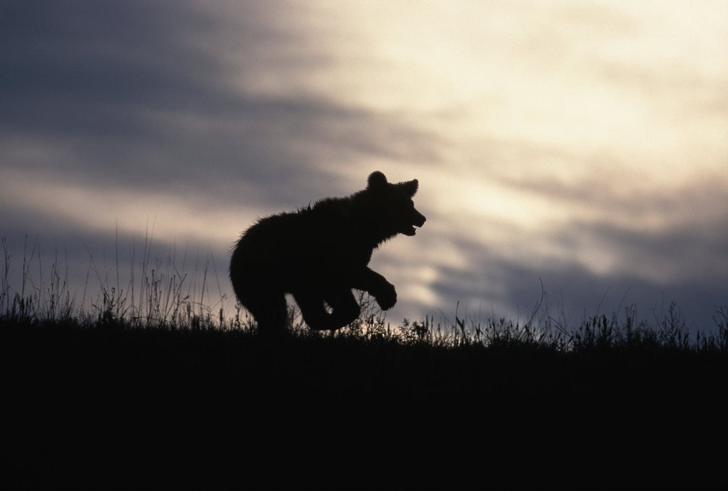 Detail of Silhouetted Grizzly Cub Running by Anonymous