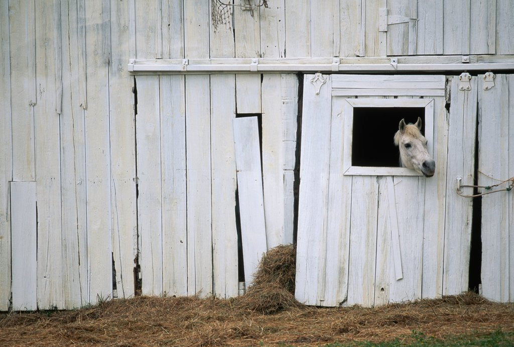 Detail of Horse Sticking Head out Barn Window by Anonymous
