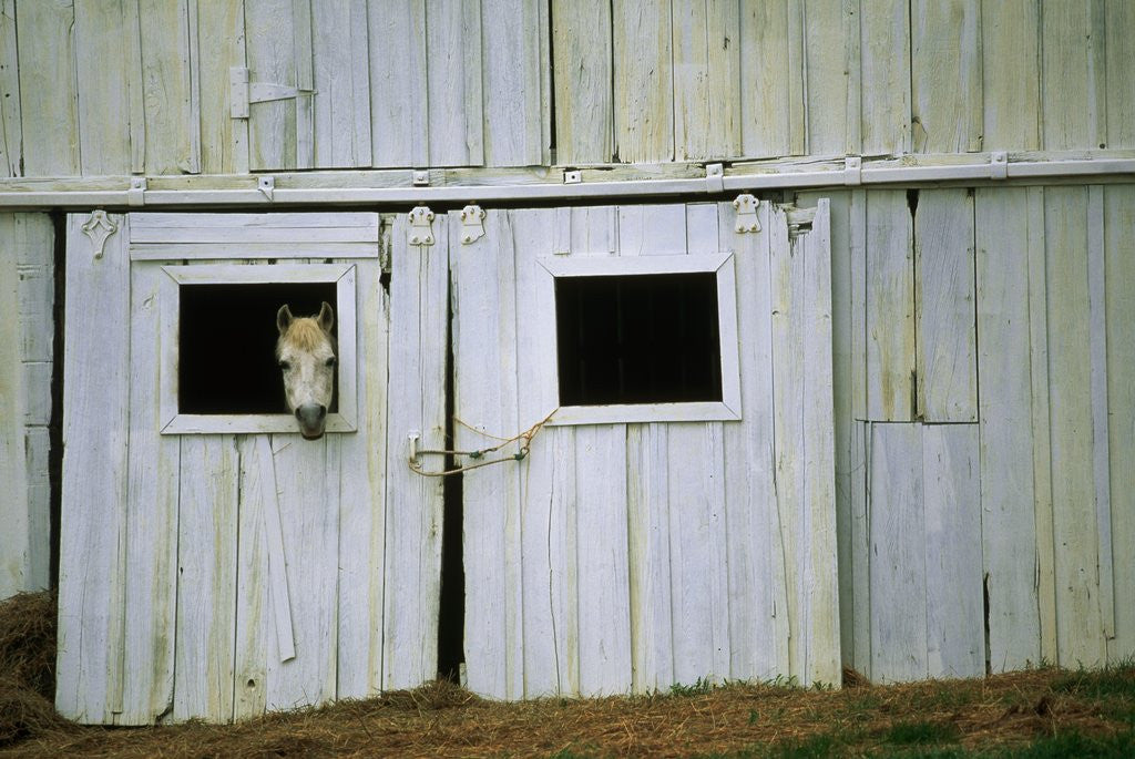 Detail of Horse Peering Through Barn Door by Corbis